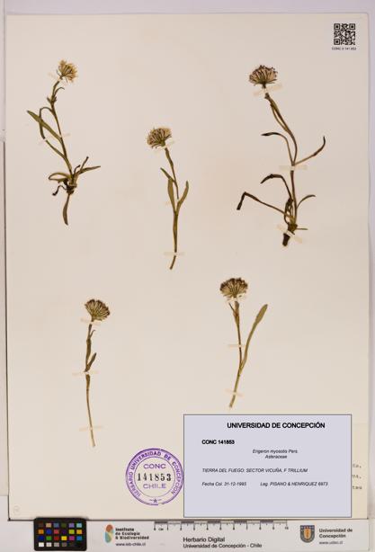 Erigeron myosotis [Espécimen: UDEC:CONC:0141853]