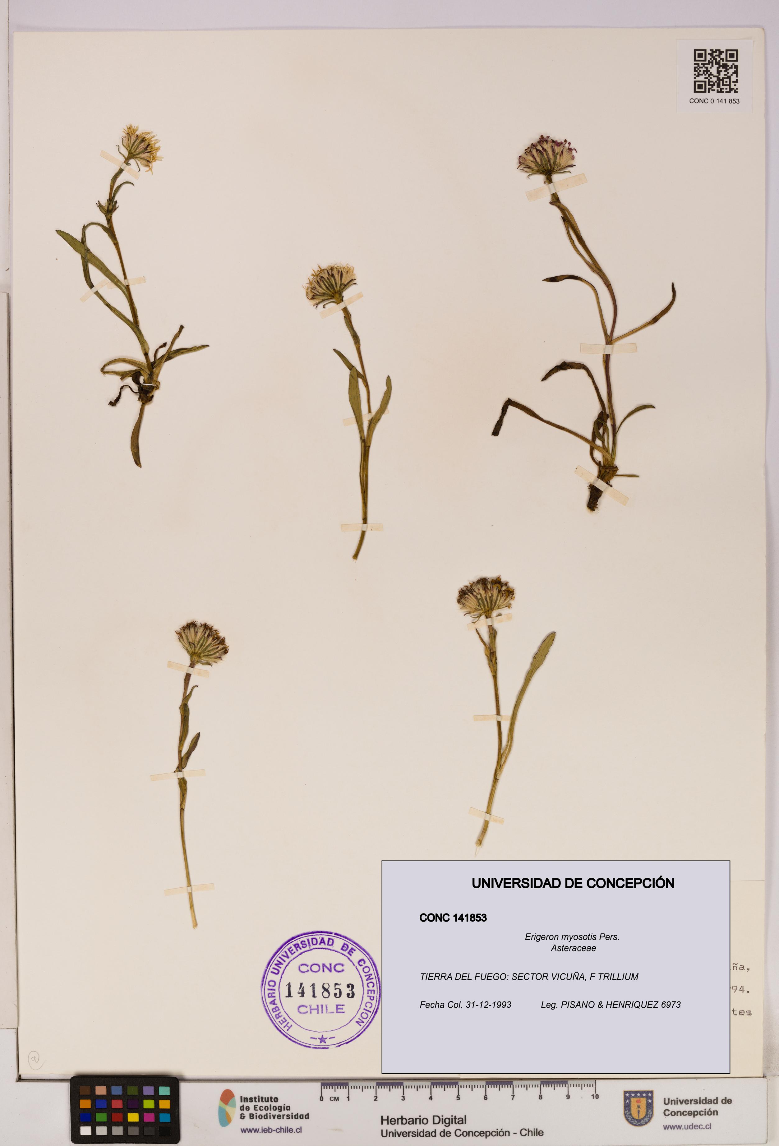 Erigeron myosotis [Espécimen: UDEC:CONC:0141853]