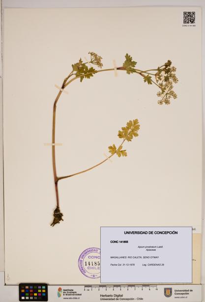 Apium prostratum [Espécimen: ]
