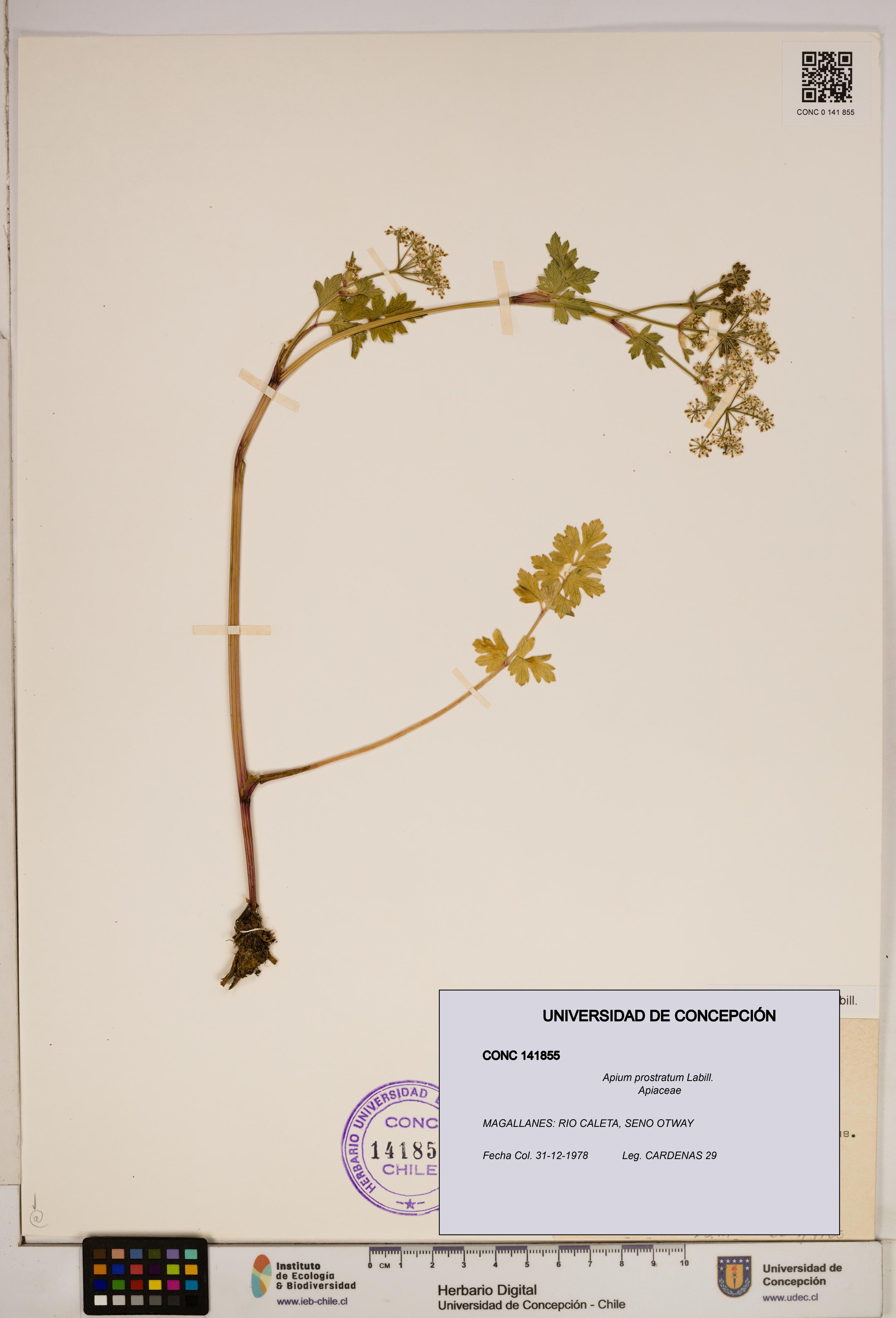 Apium prostratum [Espécimen: ]