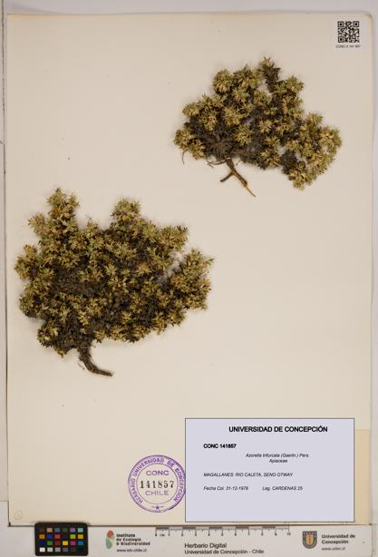 Azorella trifurcata [Espécimen: ]