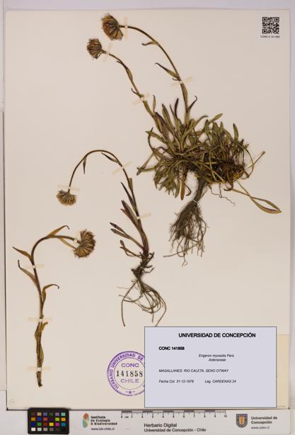 Erigeron myosotis [Espécimen: UDEC:CONC:0141858]
