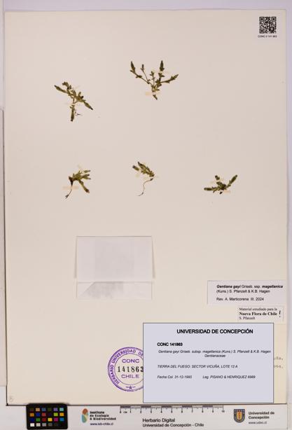 Gentiana gayi subsp. magellanica [Espécimen: UDEC:CONC:0141863]