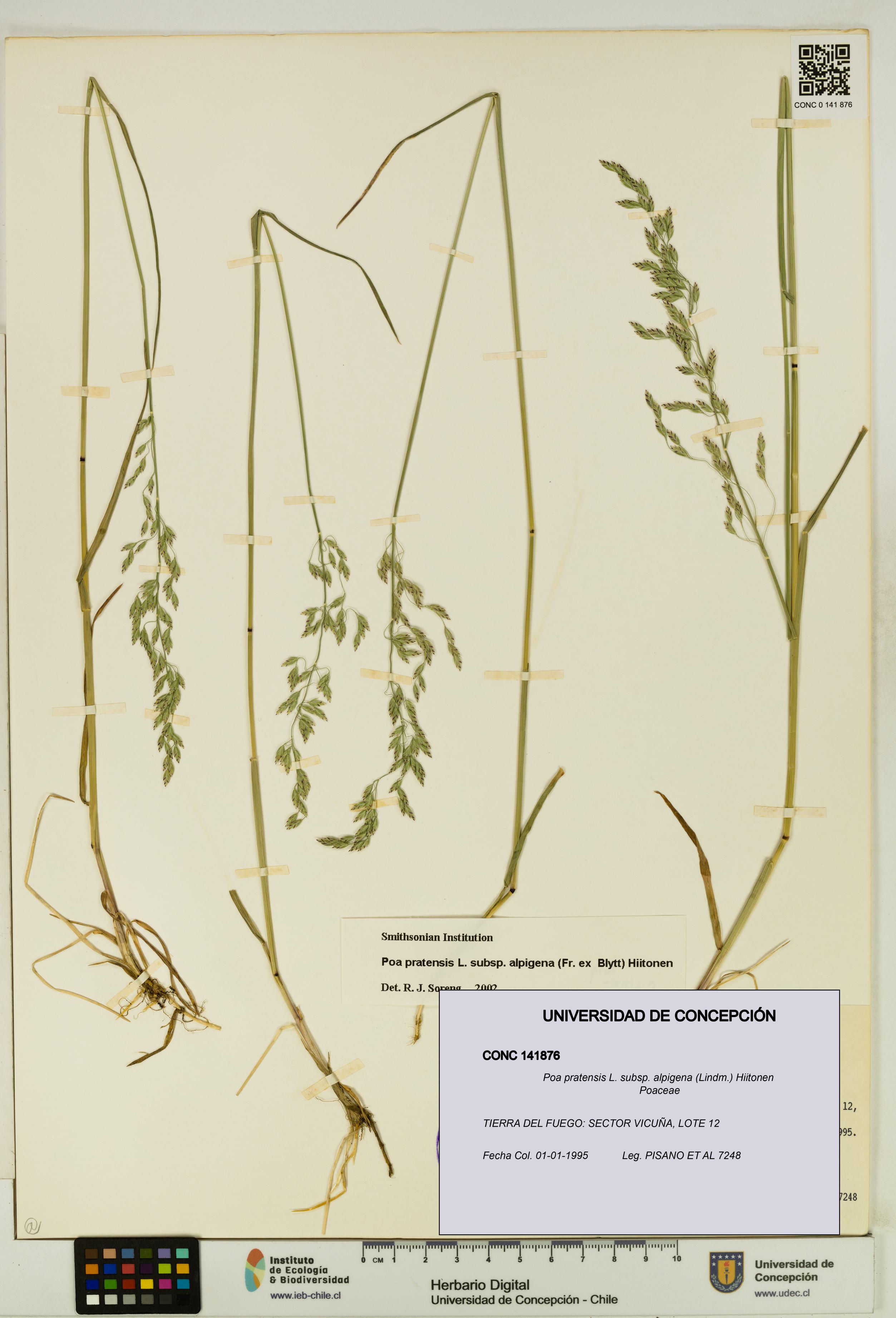 Poa pratensis [Espécimen: UDEC:CONC:0141876]