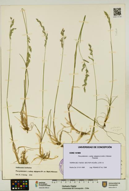 Poa pratensis [Espécimen: UDEC:CONC:0141903]