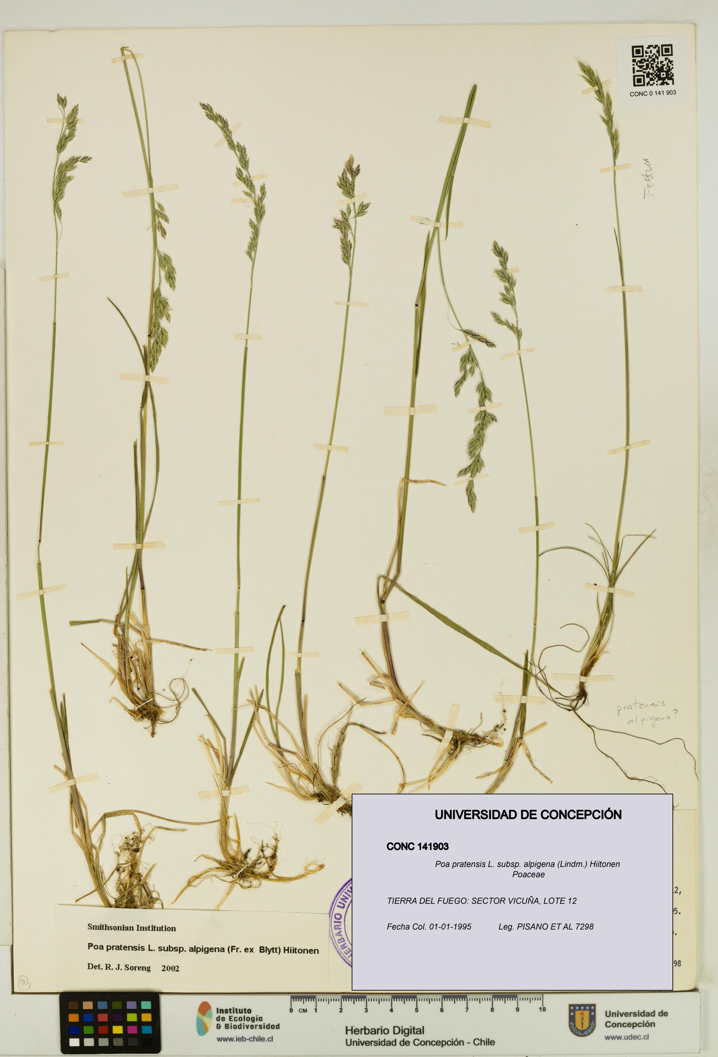 Poa pratensis [Espécimen: UDEC:CONC:0141903]