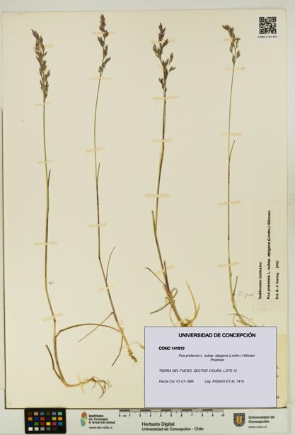 Poa pratensis [Espécimen: UDEC:CONC:0141910]