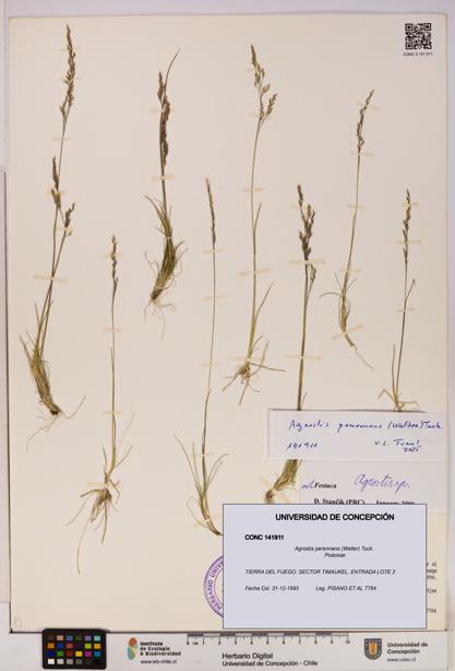 Agrostis perennans [Espécimen: UDEC:CONC:0141911]