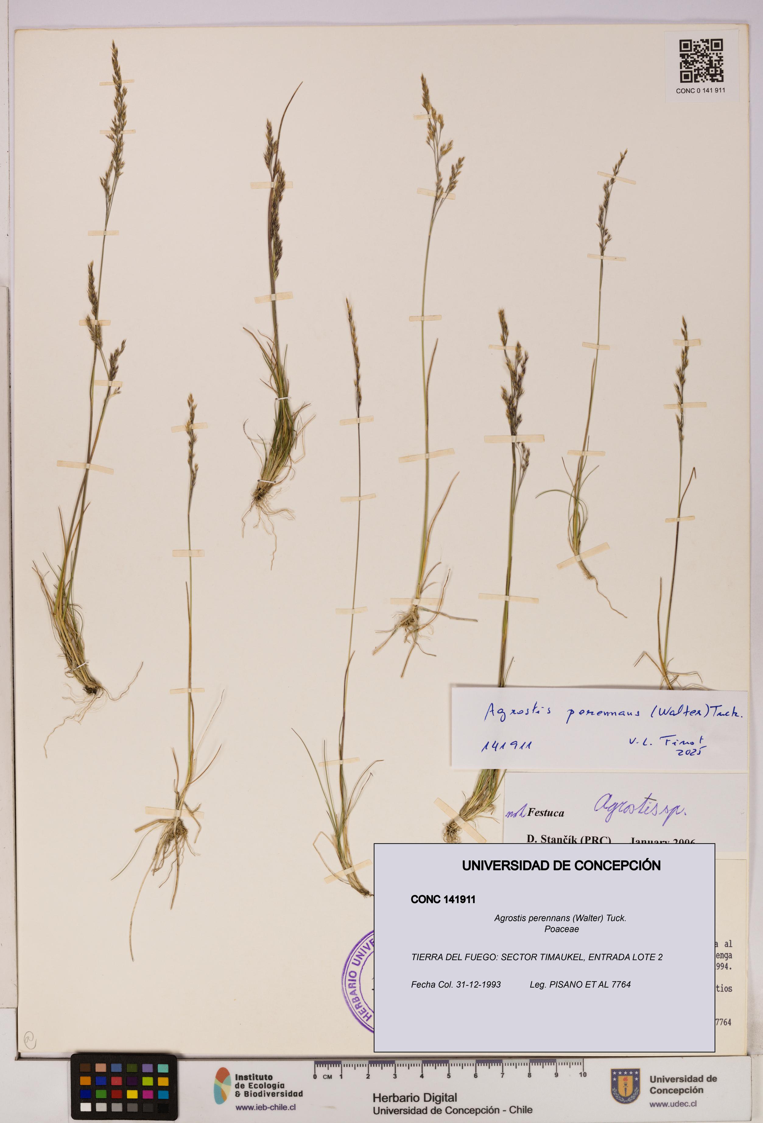 Agrostis perennans [Espécimen: UDEC:CONC:0141911]