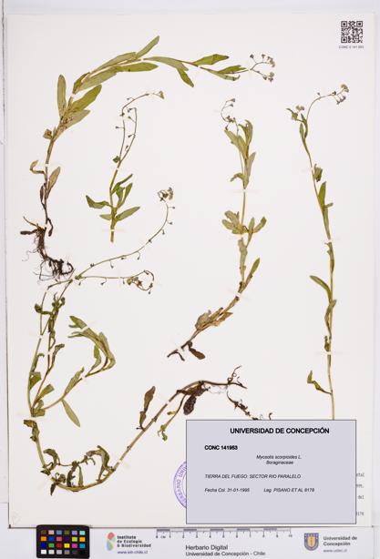 Myosotis scorpioides [Espécimen: ]