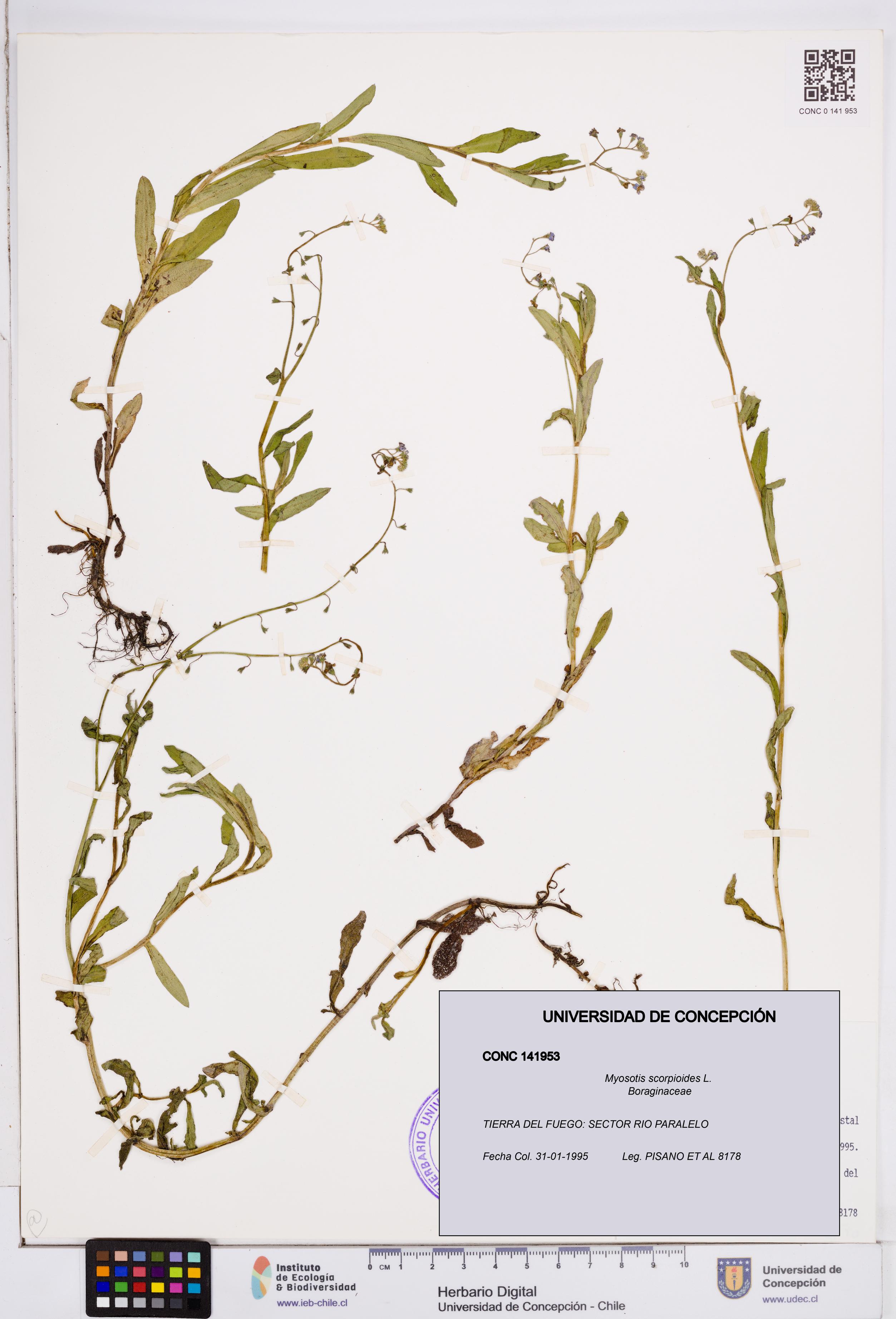 Myosotis scorpioides [Espécimen: ]