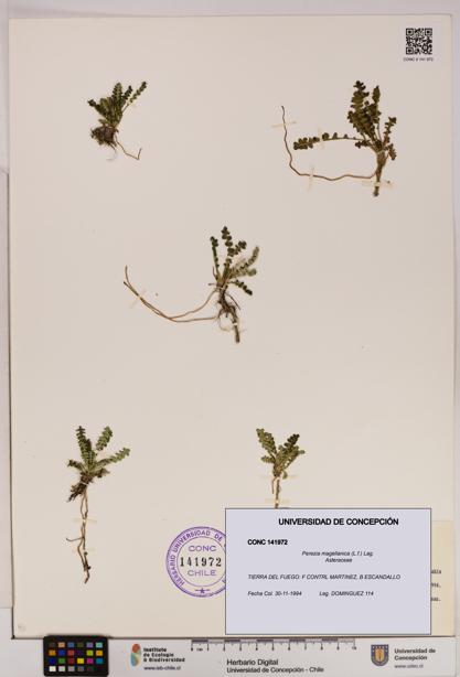 Perezia magellanica [Espécimen: UDEC:CONC:0141972]