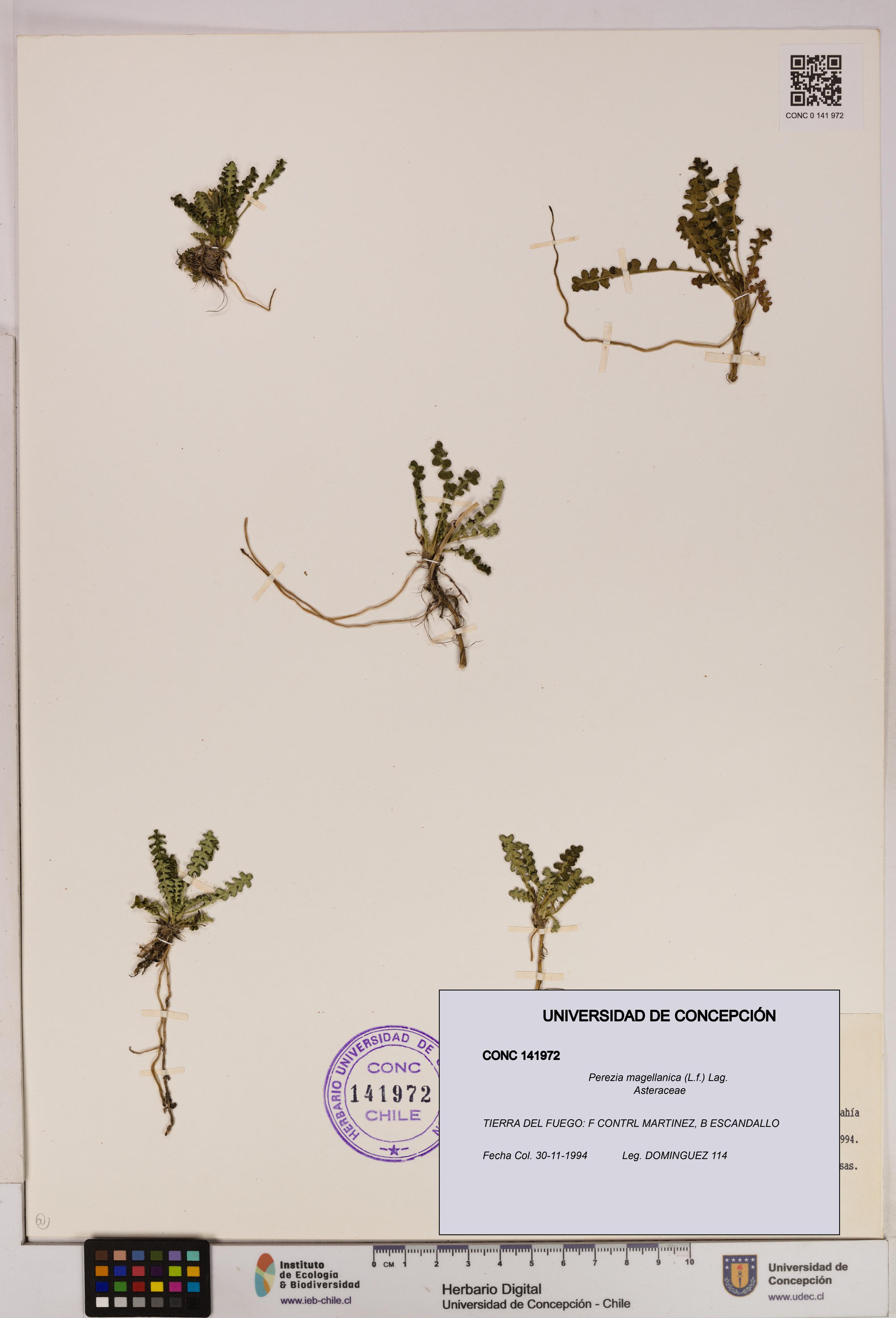 Perezia magellanica [Espécimen: UDEC:CONC:0141972]