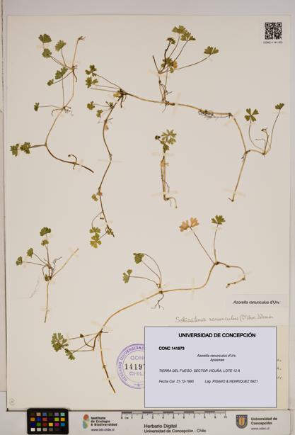 Azorella ranunculus [Espécimen: ]