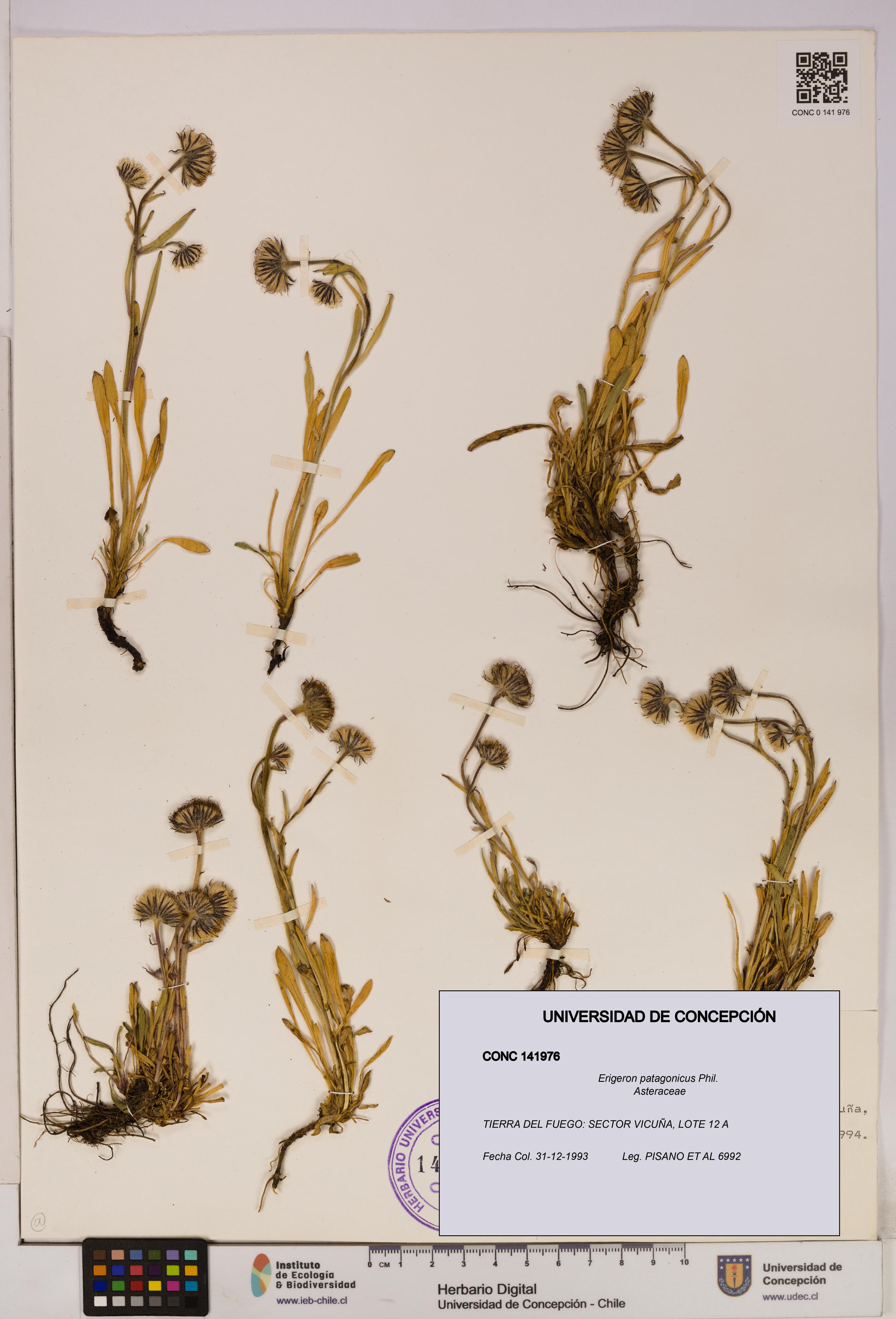 Erigeron patagonicus [Espécimen: UDEC:CONC:0141976]