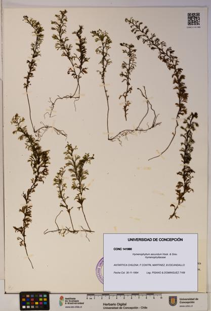 Hymenophyllum secundum [Espécimen: ]