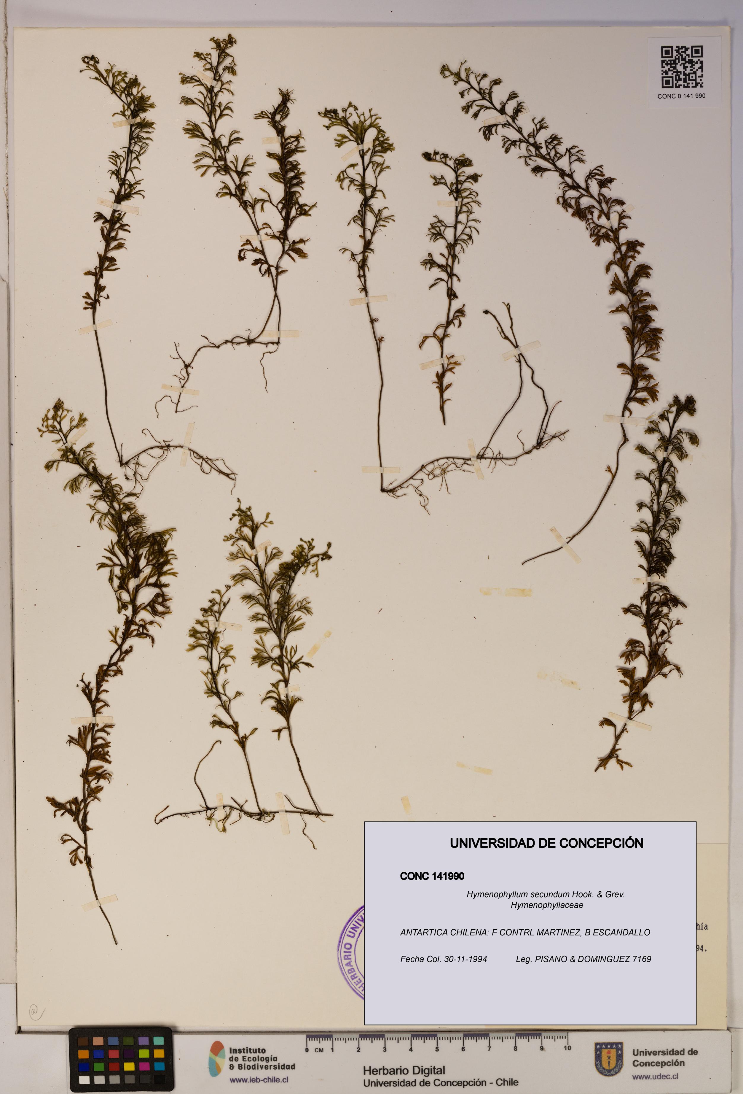 Hymenophyllum secundum [Espécimen: ]