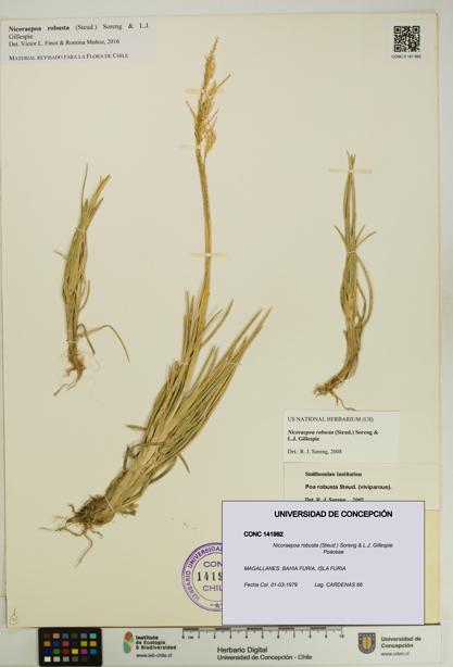 Nicoraepoa robusta [Espécimen: UDEC:CONC:0141992]