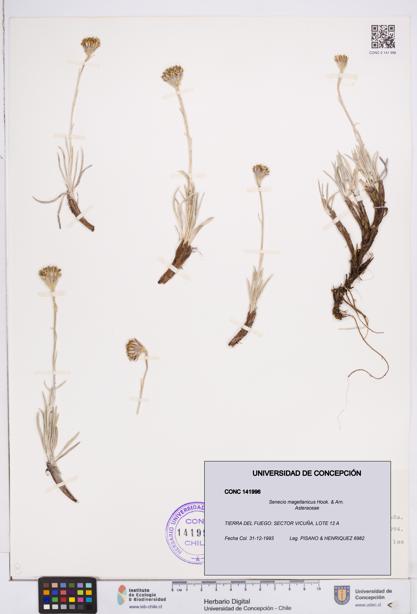 Senecio magellanicus [Espécimen: ]