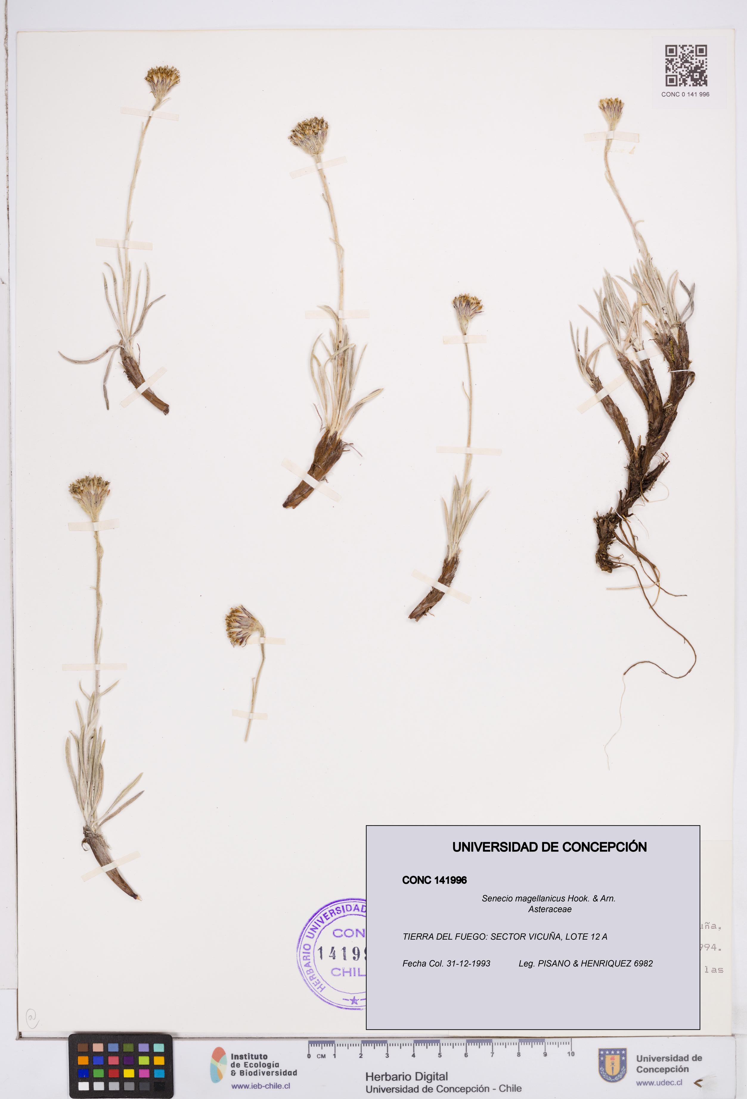 Senecio magellanicus [Espécimen: ]