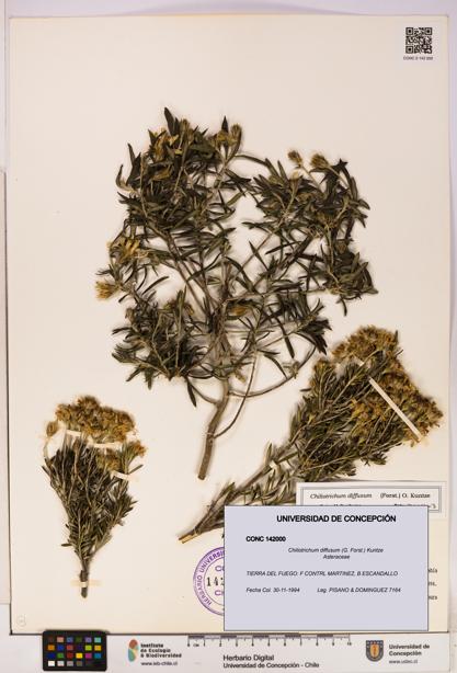 Chiliotrichum diffusum [Espécimen: UDEC:CONC:0142000]
