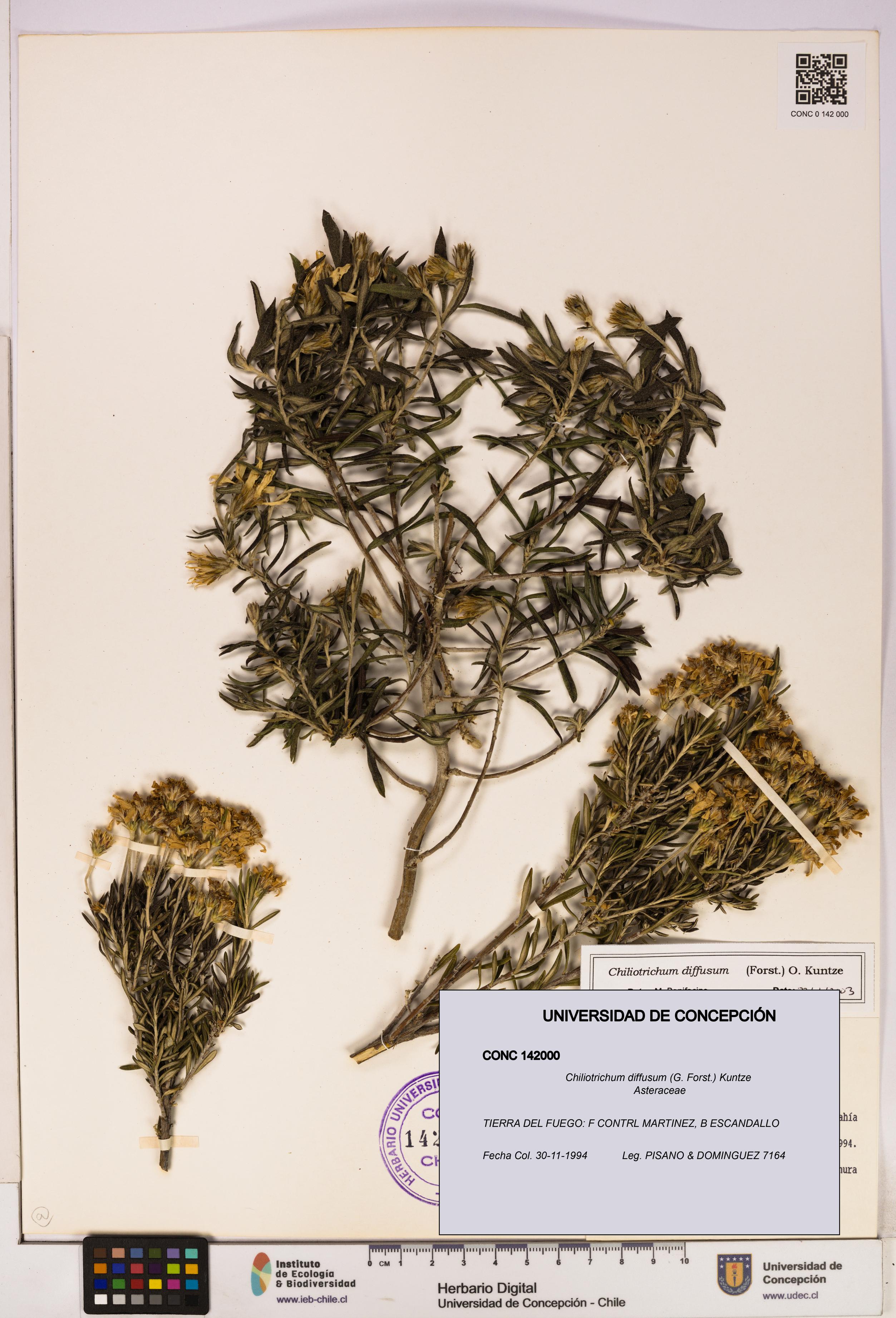 Chiliotrichum diffusum [Espécimen: UDEC:CONC:0142000]