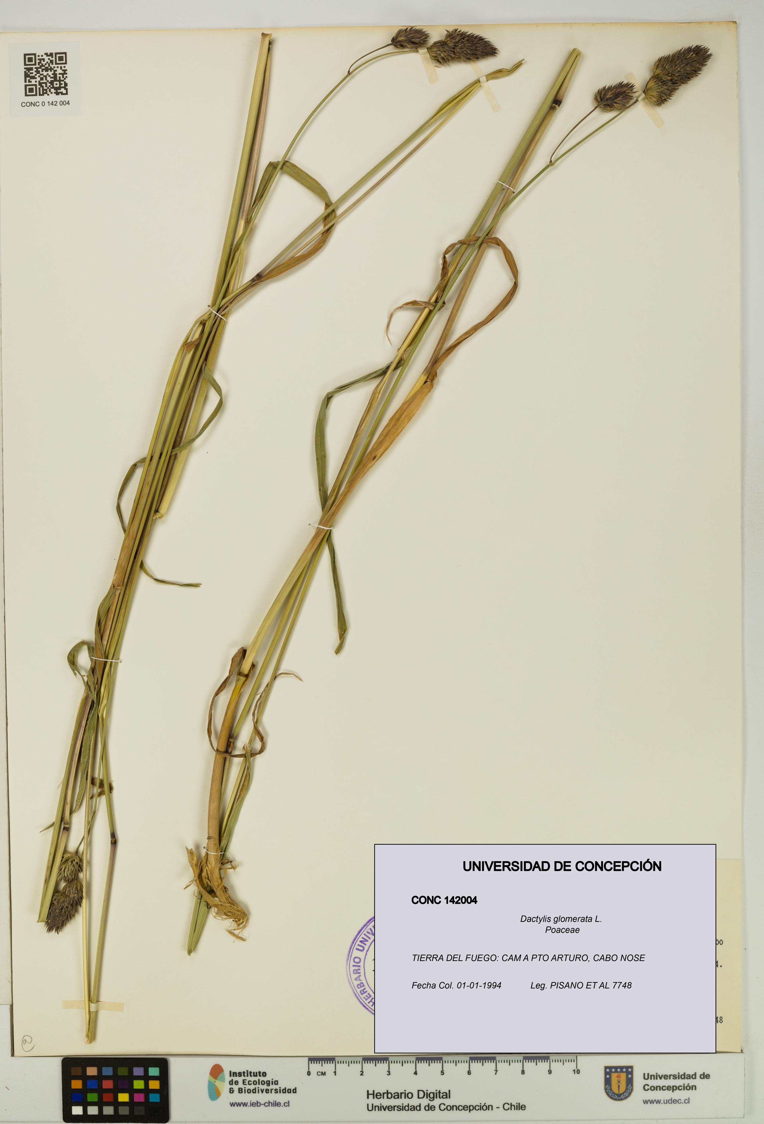 Dactylis glomerata [Espécimen: UDEC:CONC:0142004]