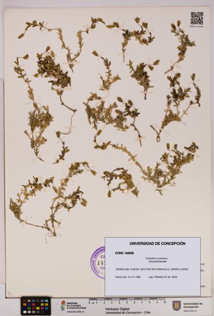 Cerastium arvense [Espécimen: UDEC:CONC:0142025]