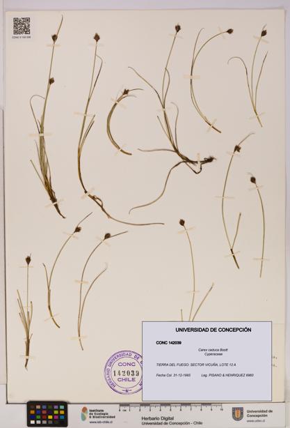 Carex caduca [Espécimen: UDEC:CONC:0142039]