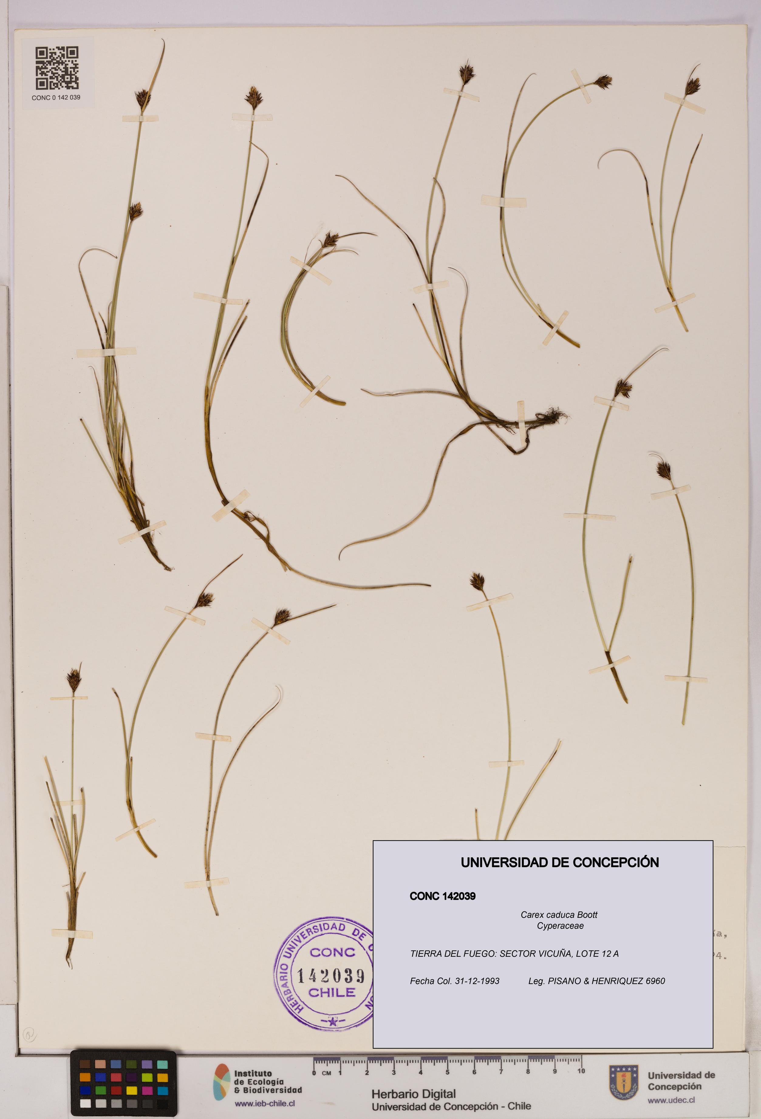 Carex caduca [Espécimen: UDEC:CONC:0142039]