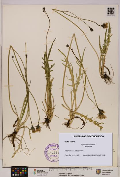 Hypochaeris radicata [Espécimen: UDEC:CONC:0142042]