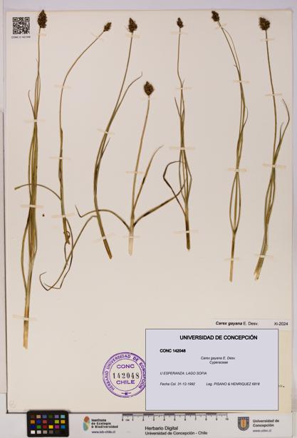 Carex gayana [Espécimen: UDEC:CONC:0142048]