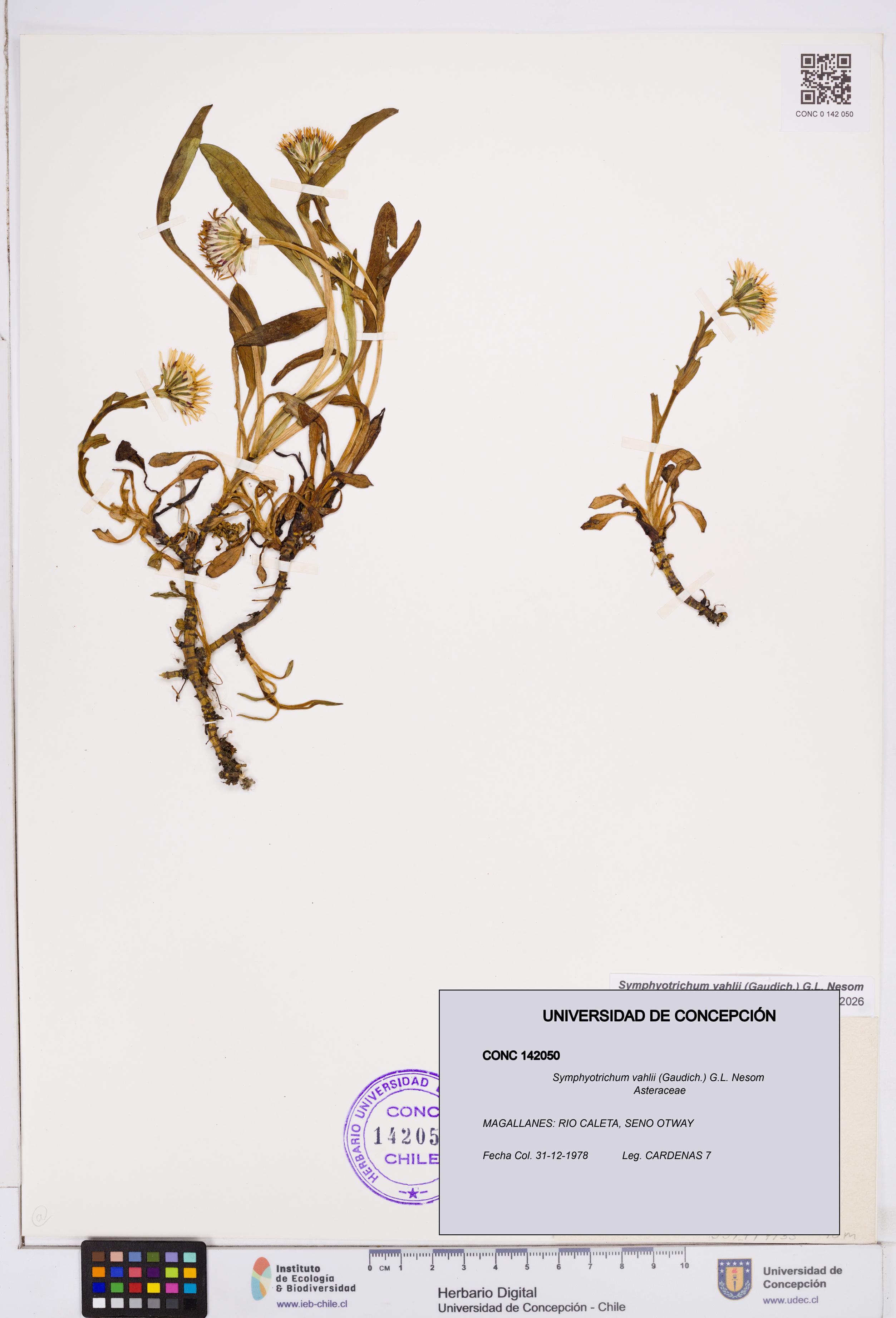 Symphyotrichum vahlii [Espécimen: ]