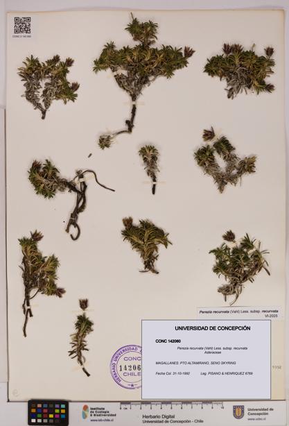 Perezia recurvata subsp. recurvata [Espécimen: UDEC:CONC:0142060]