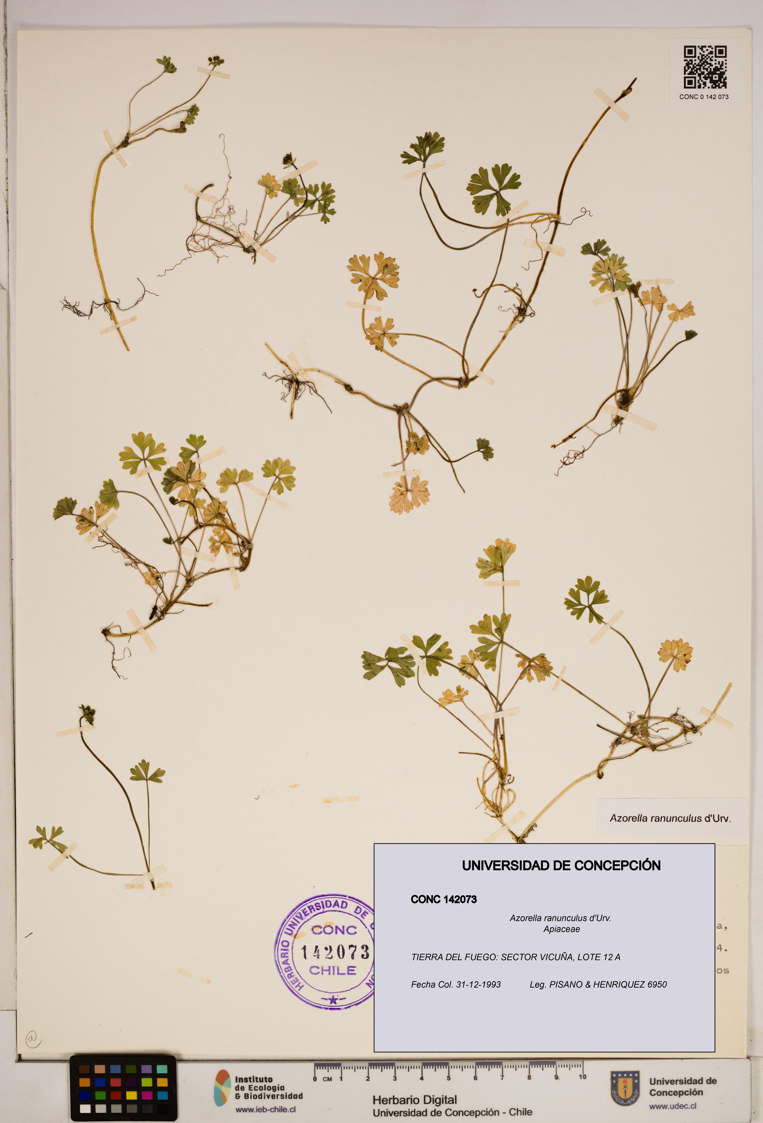 Azorella ranunculus [Espécimen: ]