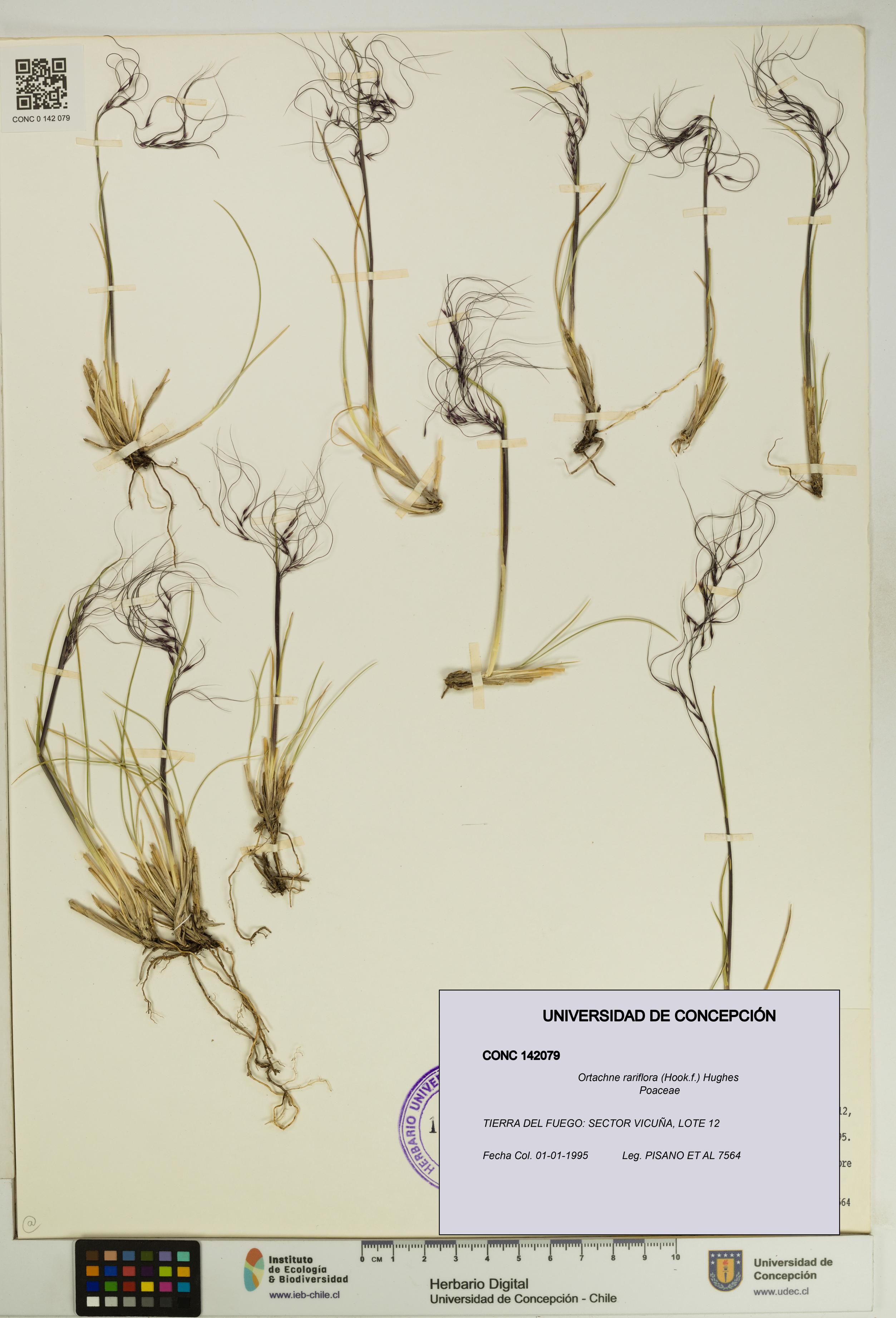 Ortachne rariflora [Espécimen: UDEC:CONC:0142079]