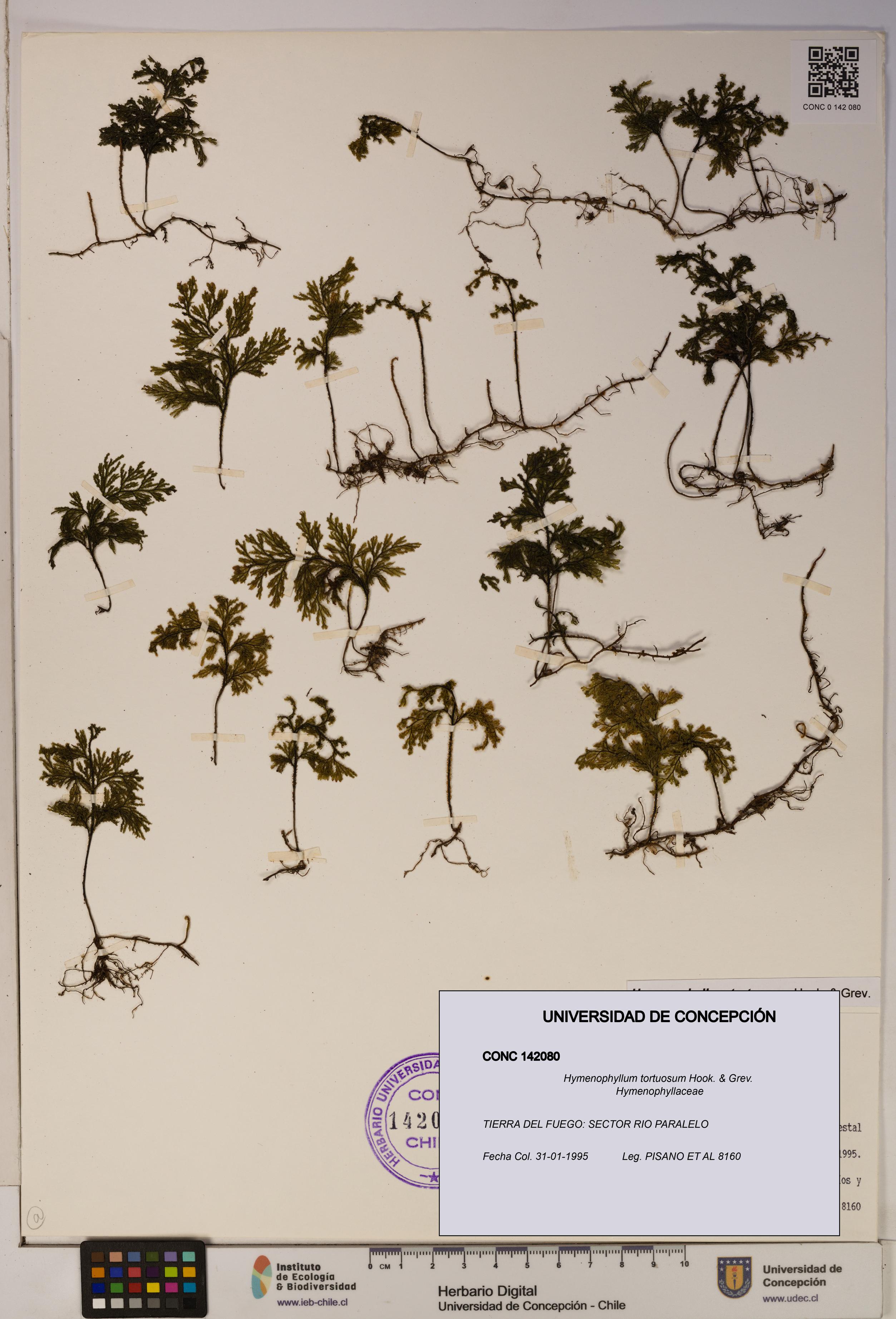 Hymenophyllum tortuosum [Espécimen: ]