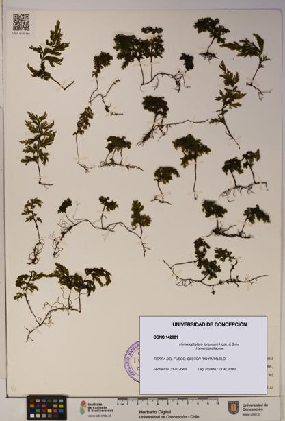 Hymenophyllum tortuosum [Espécimen: ]