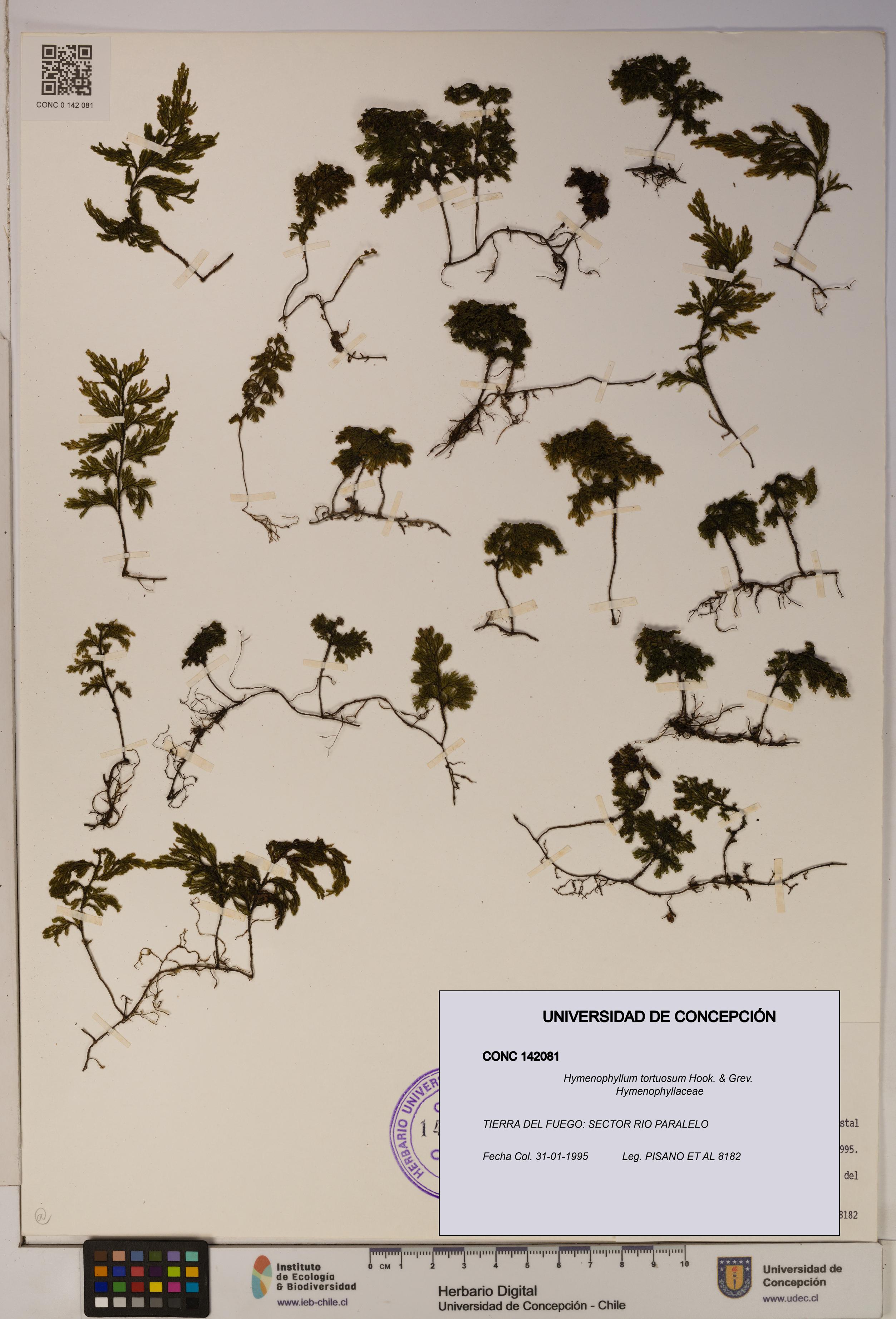 Hymenophyllum tortuosum [Espécimen: ]