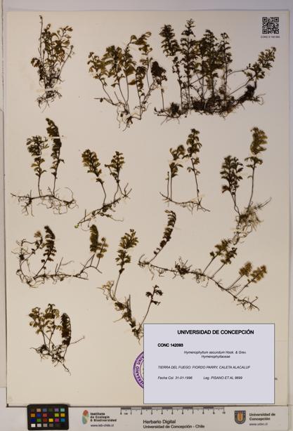 Hymenophyllum secundum [Espécimen: ]