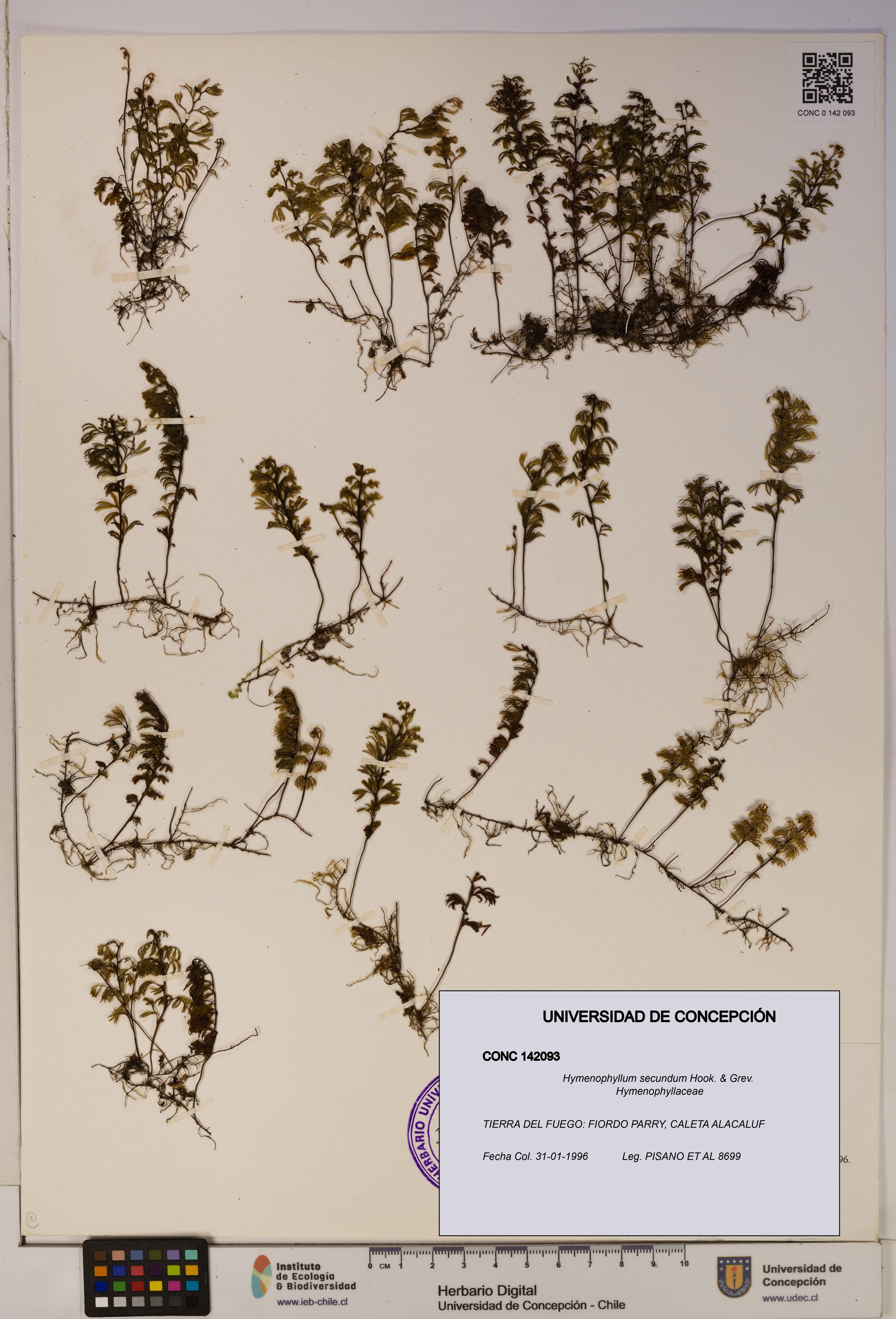 Hymenophyllum secundum [Espécimen: ]