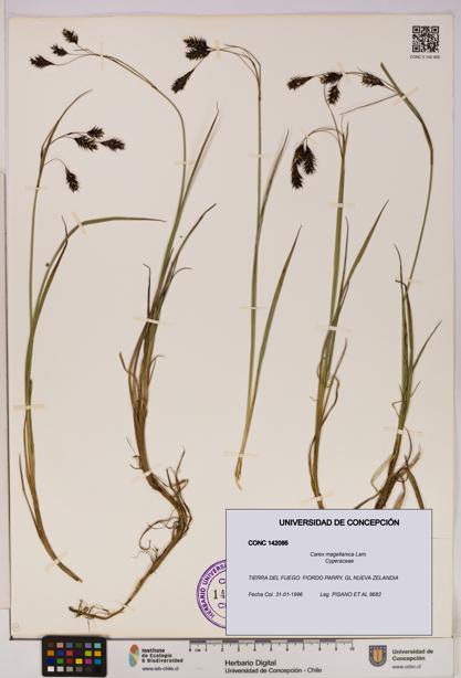 Carex magellanica [Espécimen: UDEC:CONC:0142095]