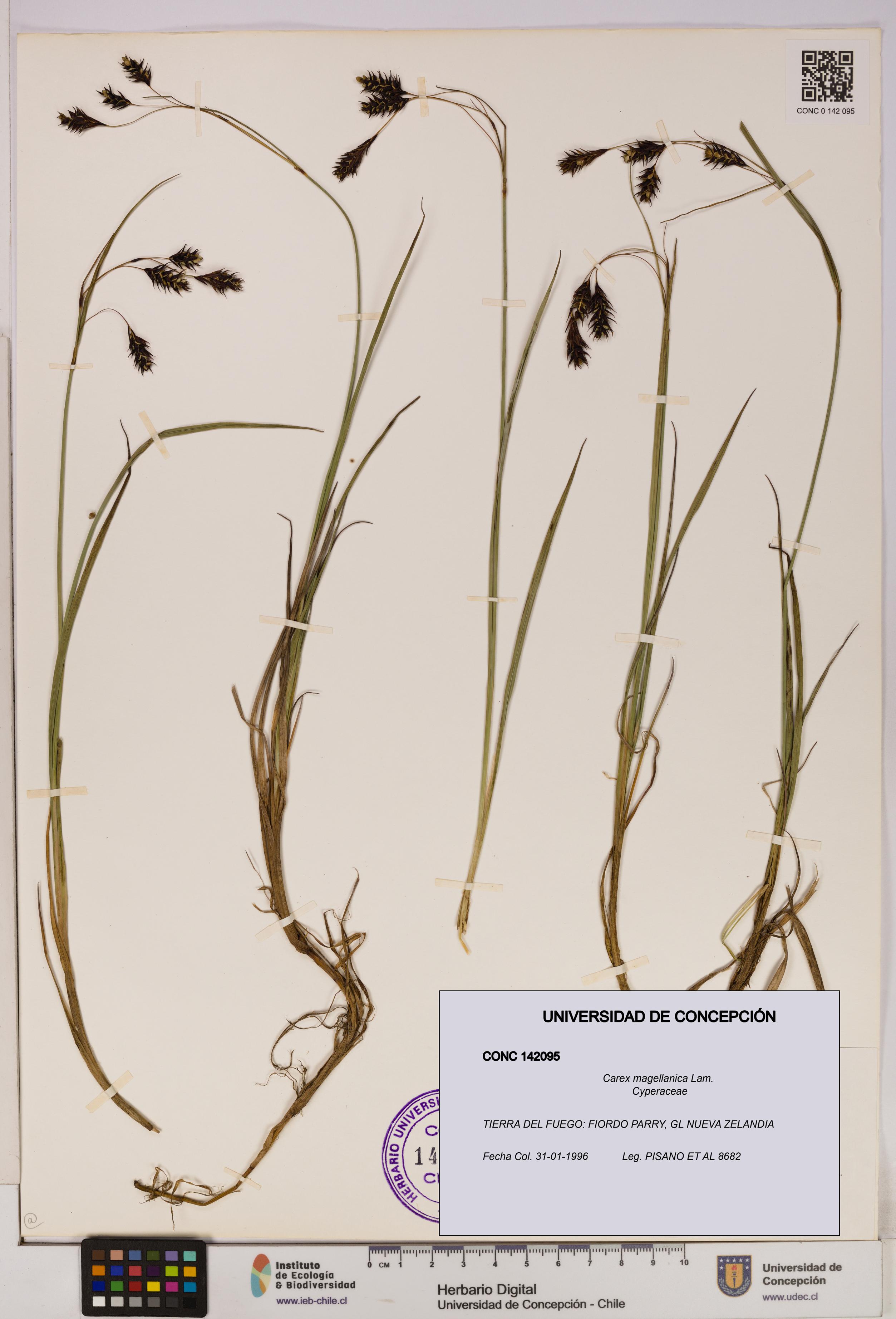 Carex magellanica [Espécimen: UDEC:CONC:0142095]
