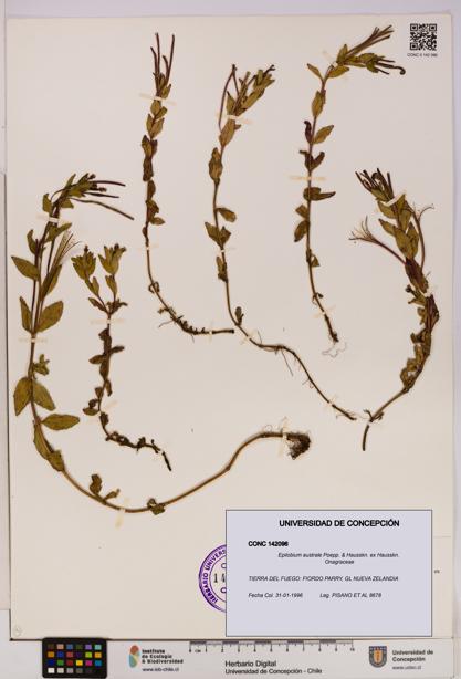 Epilobium australe [Espécimen: UDEC:CONC:0142096]
