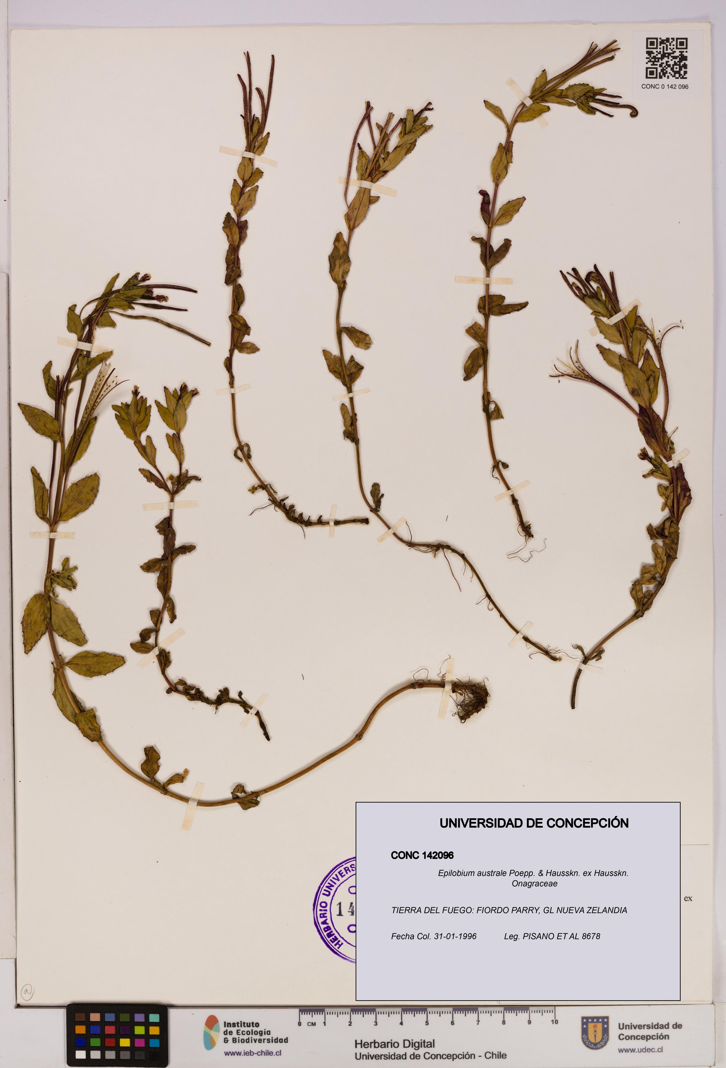 Epilobium australe [Espécimen: UDEC:CONC:0142096]