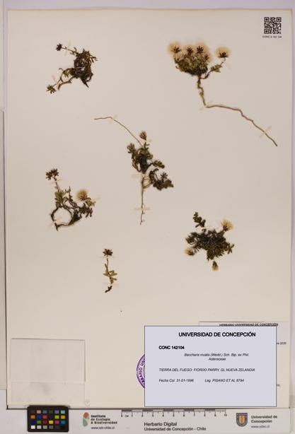 Baccharis nivalis [Espécimen: UDEC:CONC:0142104]