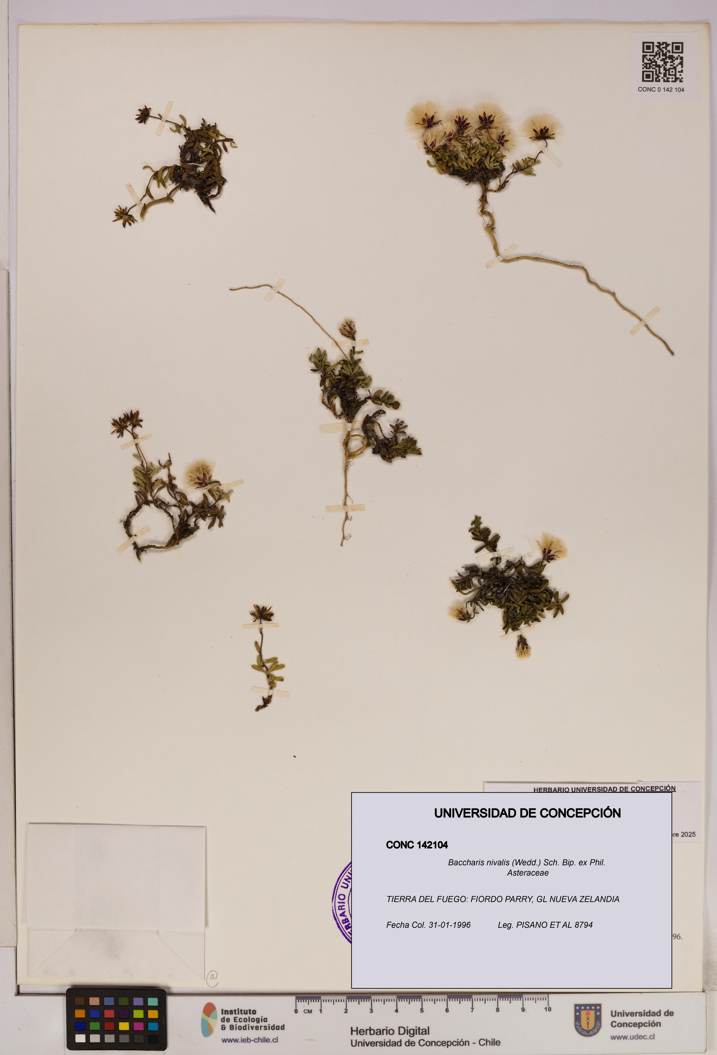 Baccharis nivalis [Espécimen: UDEC:CONC:0142104]