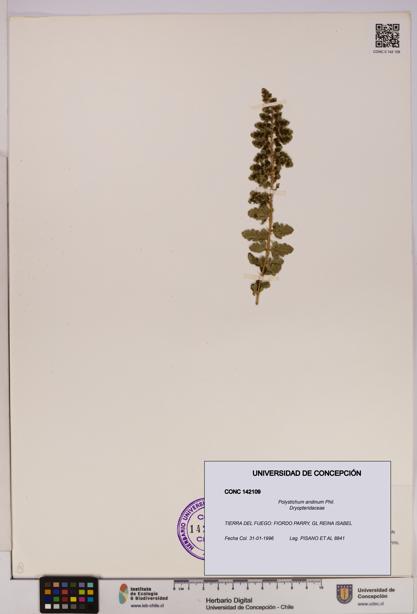 Polystichum andinum [Espécimen: UDEC:CONC:0142109]