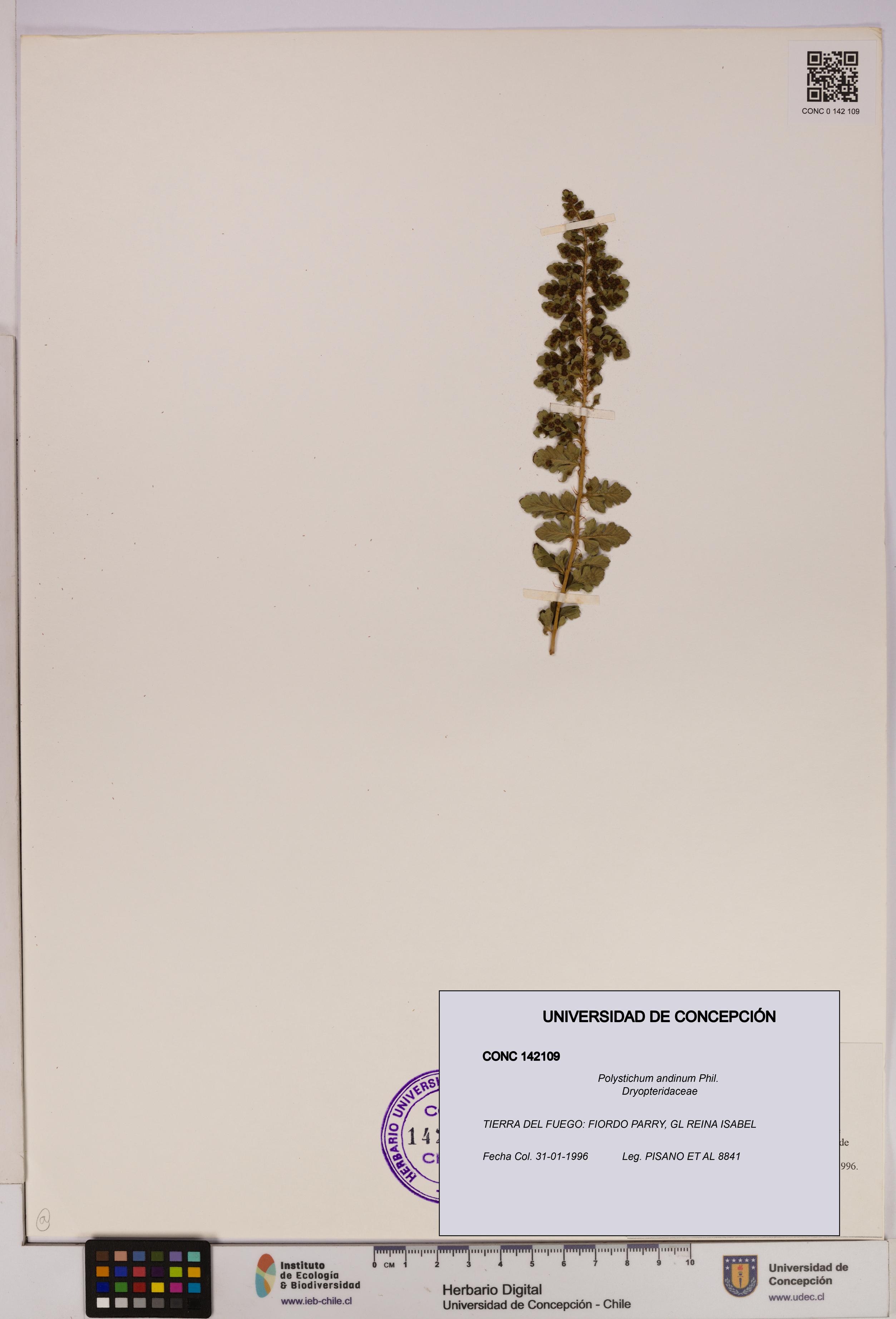 Polystichum andinum [Espécimen: UDEC:CONC:0142109]