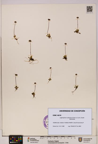 Lagenophora nudicaulis [Espécimen: ]